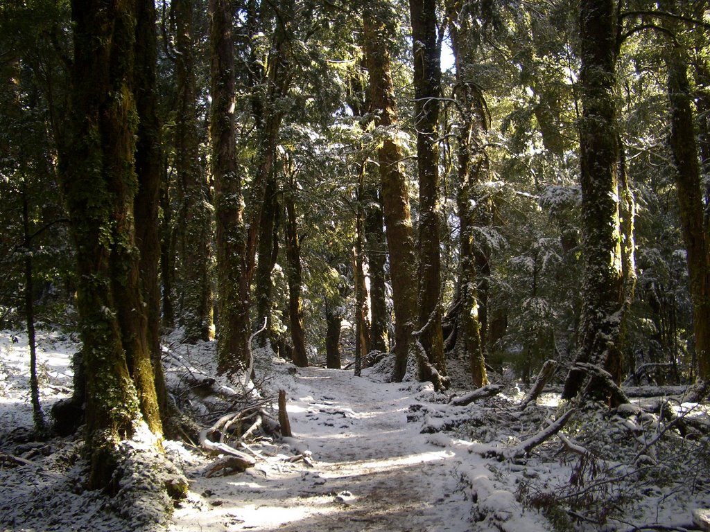 Sendero 3 Lagos, por Bosques de Mañío, Julio 2009 by vjarenas