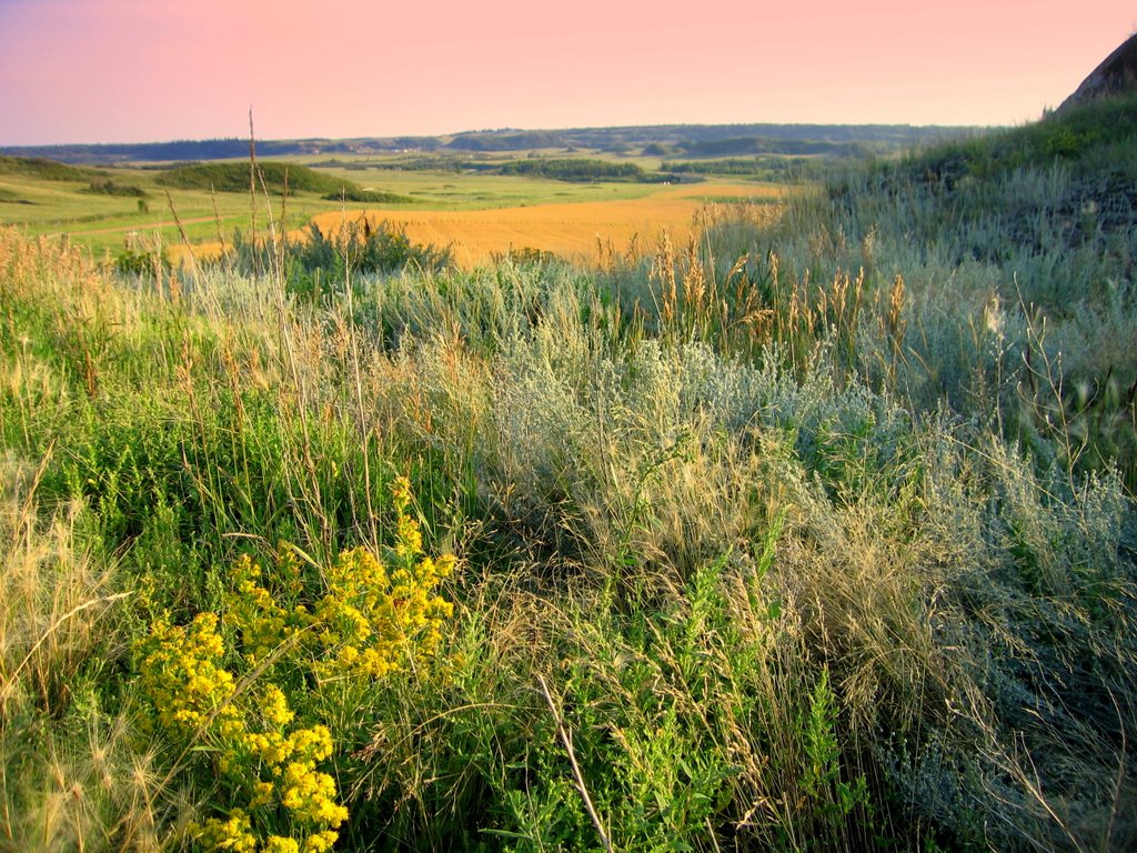 Colourful Vegetation on the Edge of the Badlands in the Battle River Valley, Southeast of Edmonton AB by David Cure-Hryciuk