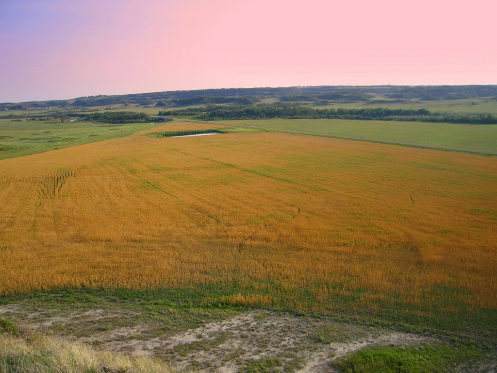 View of the Golden Prairie Fields in the Battle River Valley, Southeast of Edmonton AB by David Cure-Hryciuk