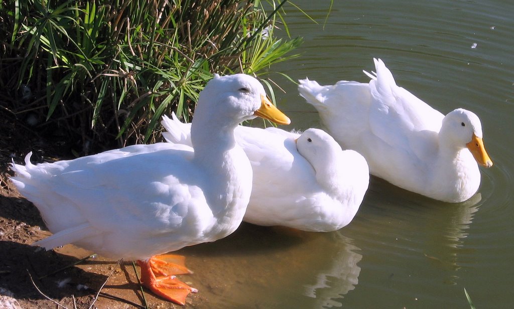 Ramat Gan Park white ducks 2007 by emkaplin