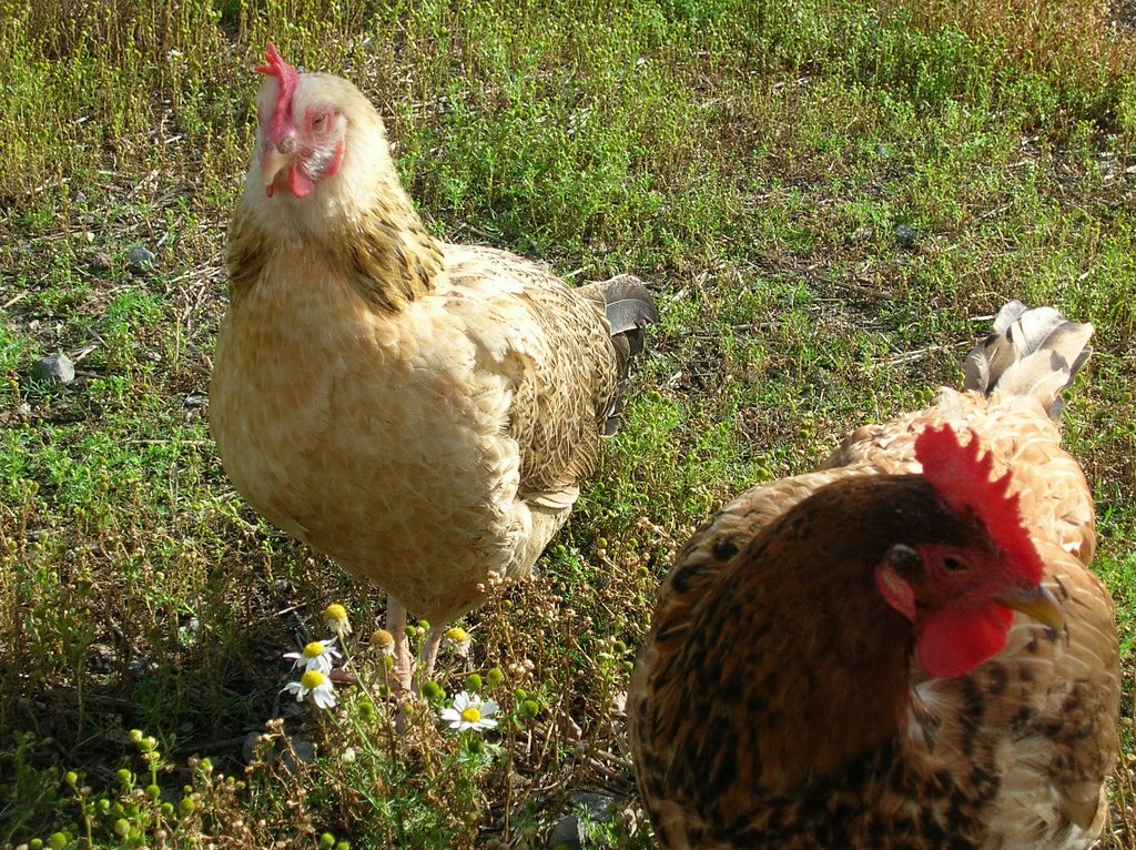 Sleepy hen by Petteri Kantokari