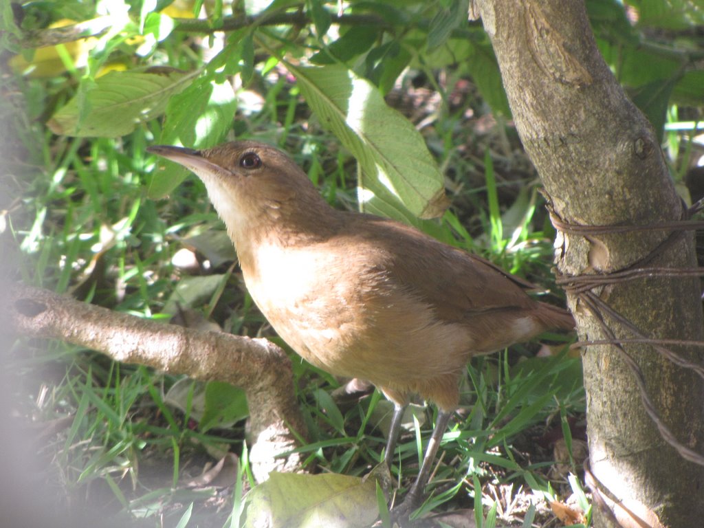 O joão-de-barro ou forneiro (Furnarius rufus) é uma ave Passeriforme da família Furnariidae. É conhecido por seu característico ninho de barro em forma de forno (característica compartilhada com muitas espécies dessa família). É a ave símbolo da Argentina, onde é chamado de hornero ("Ave de la Patria" - desde 1928). by joao batista shimoto