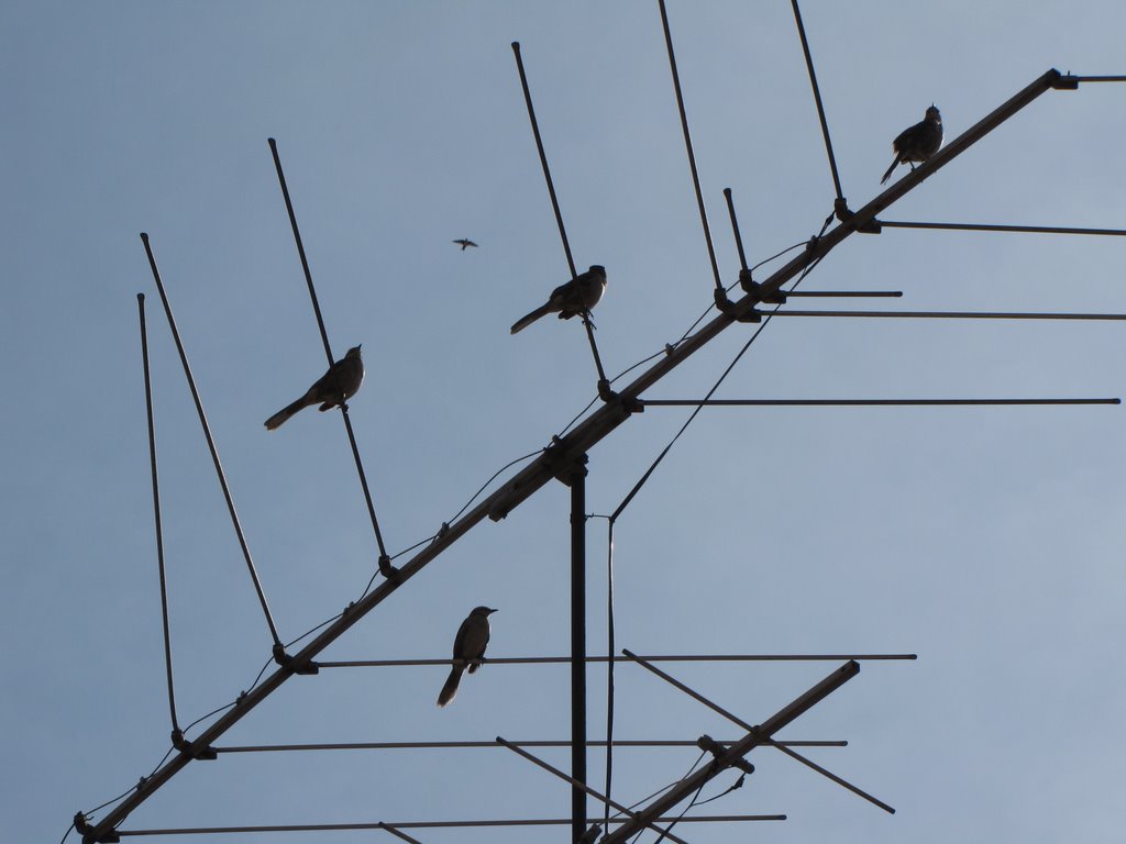 O sabiá-do-campo (Mimus saturninus) é uma ave famosa por seu vasto repertório de cantos, que incluem imitações de outras espécies. É comum vê-los em pequenos bandos de 3 a 7 individuos, são bastante dóceis e não temem a presença humana como os pardais, por exemplo. Apresenta a caracteristica de ave Sinantrópica, ou seja, pode se adaptar as grandes cidades, desde que estejam disponíveis água e áreas verdes onde eles possam pousar, caçar e fazer ninhos. by joao batista shimoto