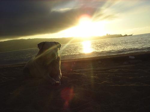 Perro en la playa by A gonzález A