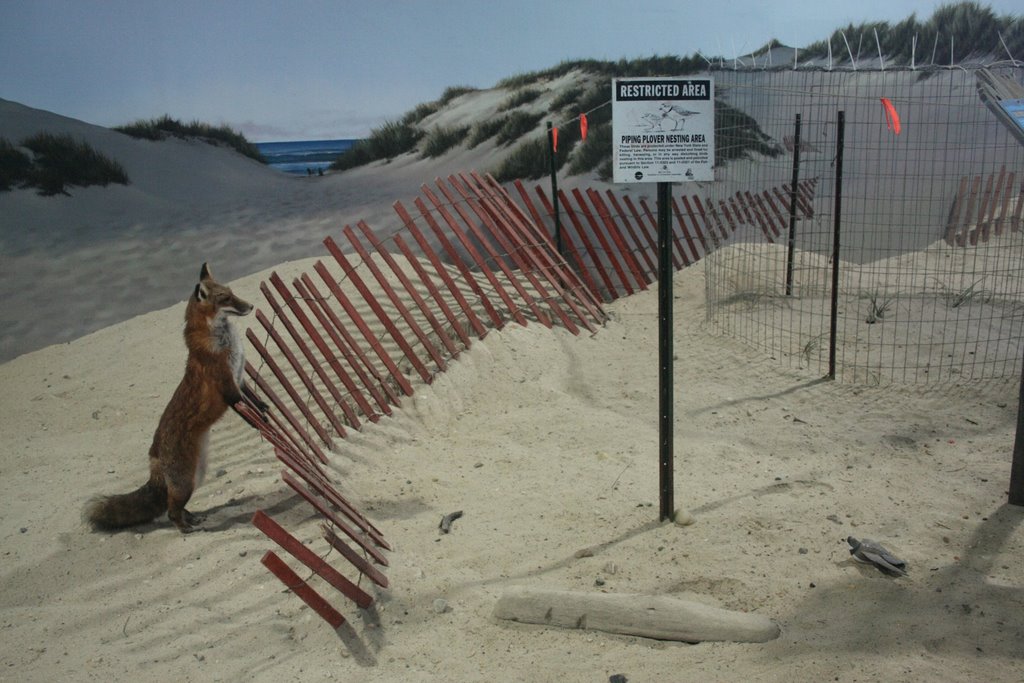 Red Fox on Beach by Scott Hanko