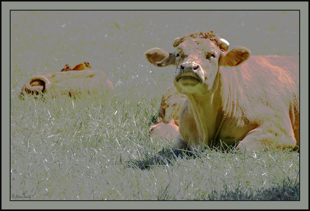 Vaches (période rose!) by alain darcq