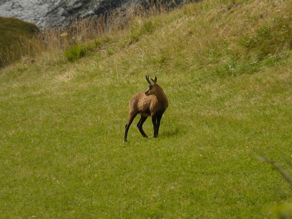 Le chamois by Rudy Pické