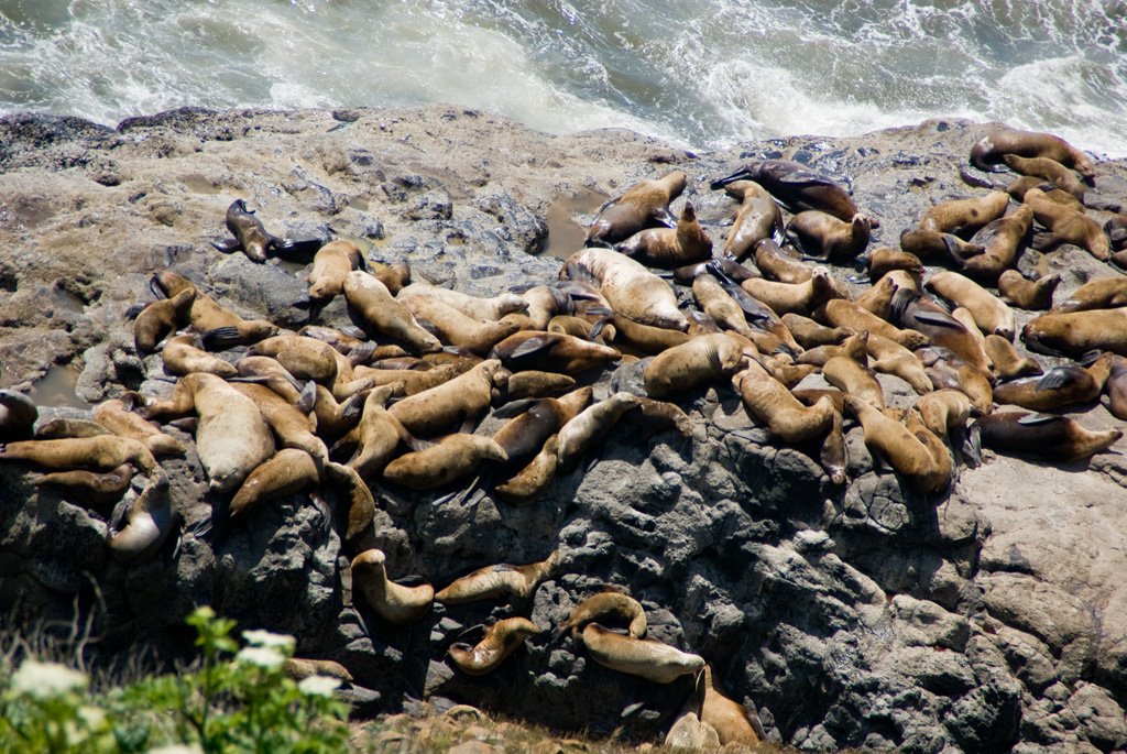 Sea Lion Caves by BeauImage