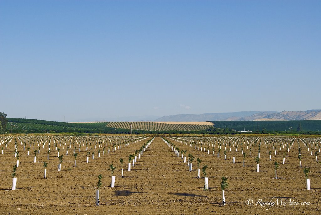 Fresno Farmland by Randy McAtee