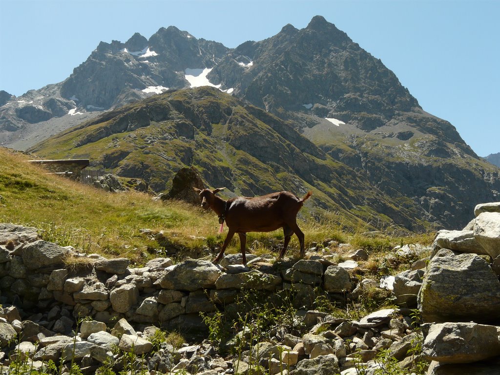 Chêvre by Rudy Pické