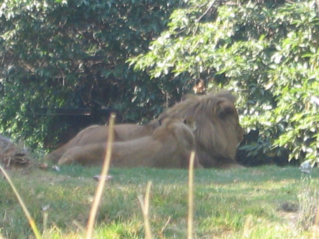 Leones by Jorgecm