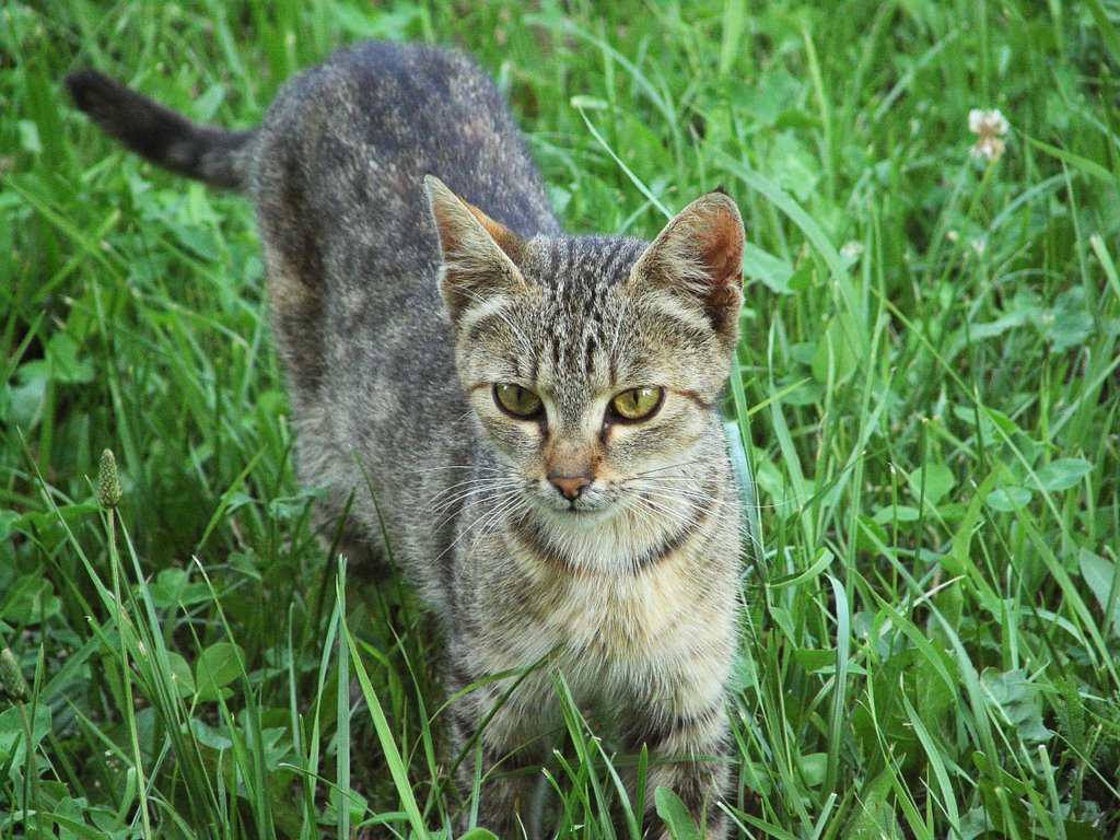 The cat by dragonka