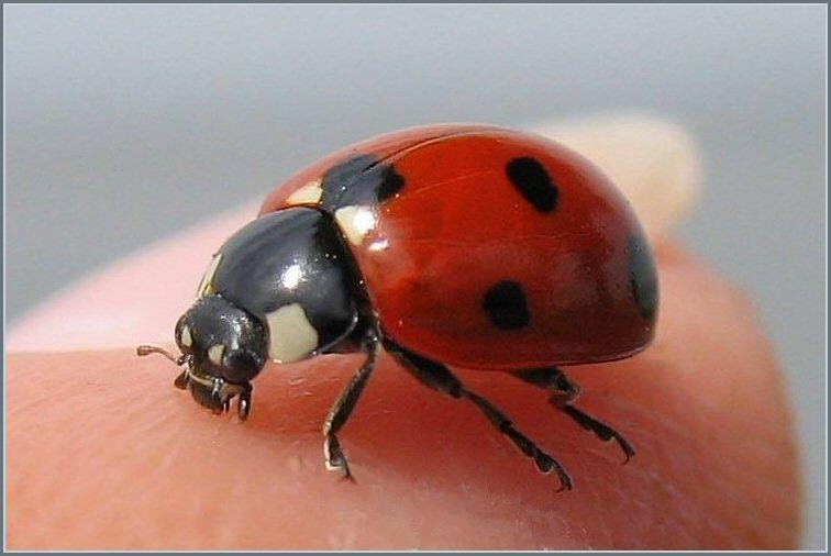 *Zevenstippelig lieveheersbeestje (Coccinella septempunctata), symbool voor 'Zinloos geweld' by Chris10 ©