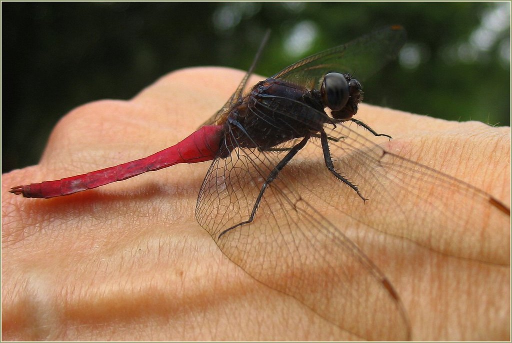 Common Red Skimmer: (Orthetrum pruinosum neglectum), Male by Chris10 ©