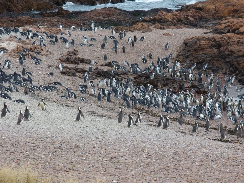 Pingüinera Camarones (febrero 2006) by Violencia es mentir