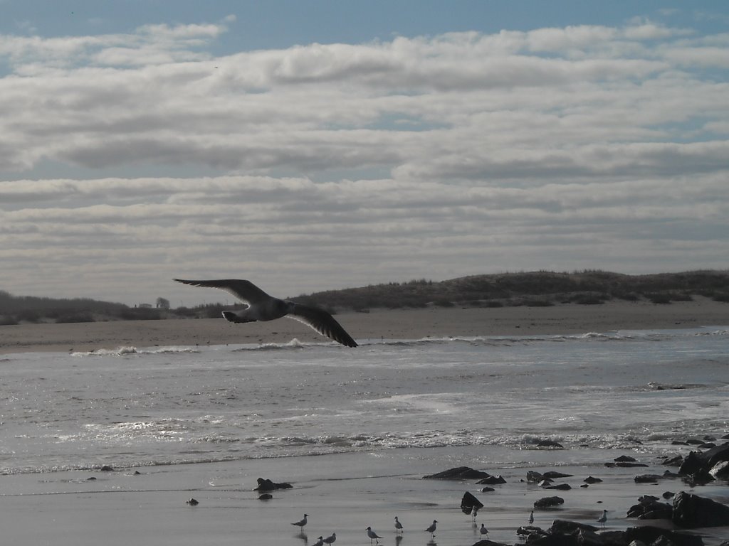 Mar Chiquita, gaviotas by Matha Burroughs