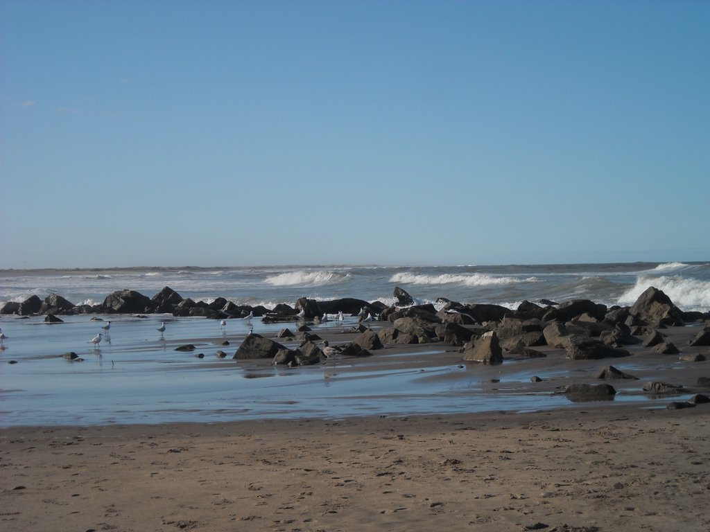 Mar Chiquita, gaviotas en las rocas by Matha Burroughs