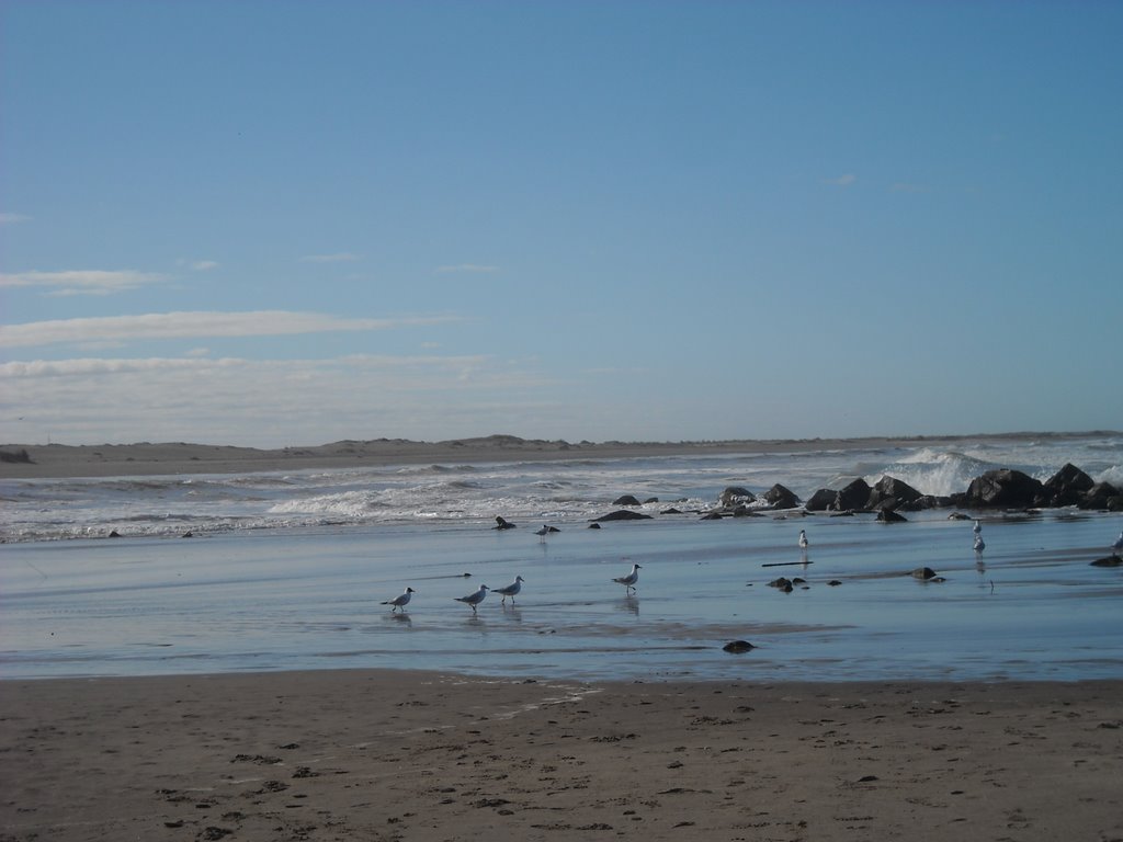 Mar Chiquita, gaviotas en la orilla by Matha Burroughs