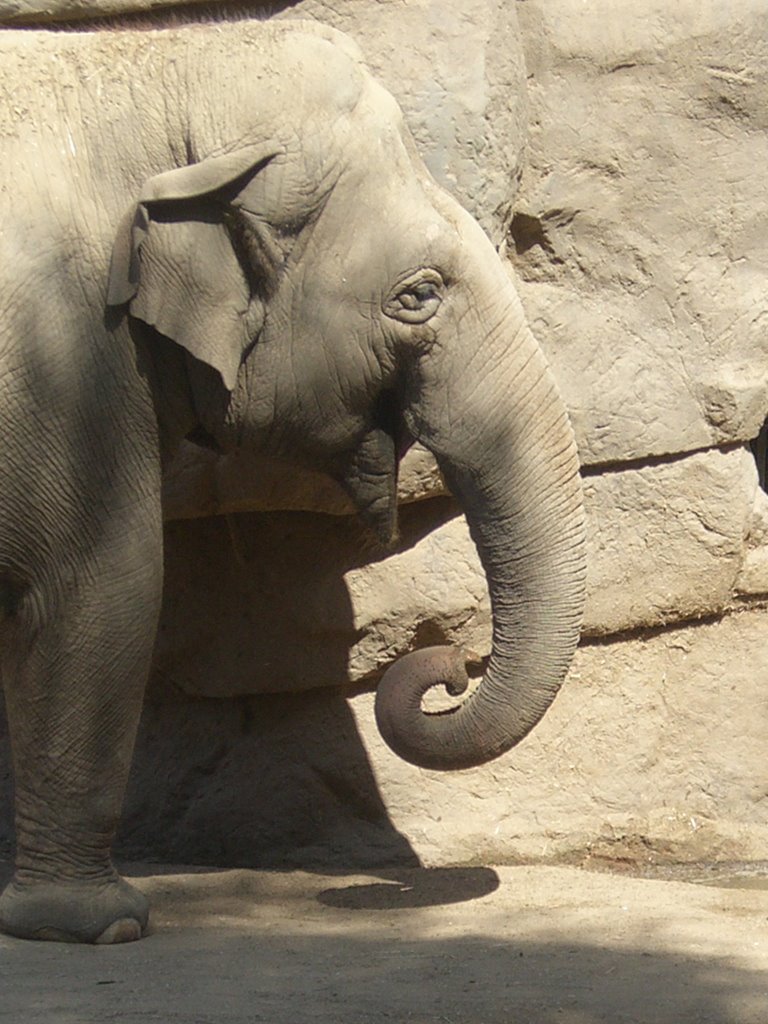 Elephant at the Santa Barbara Zoo by Lupe Banales