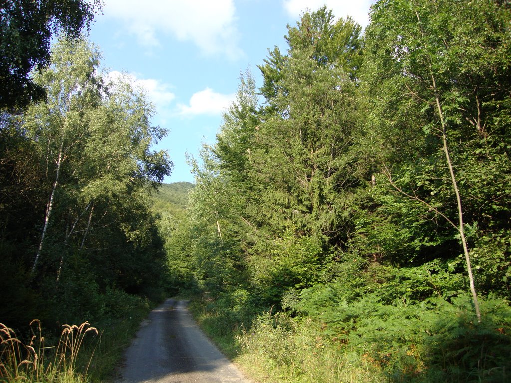 Lesná cesta by Matúš Škutka