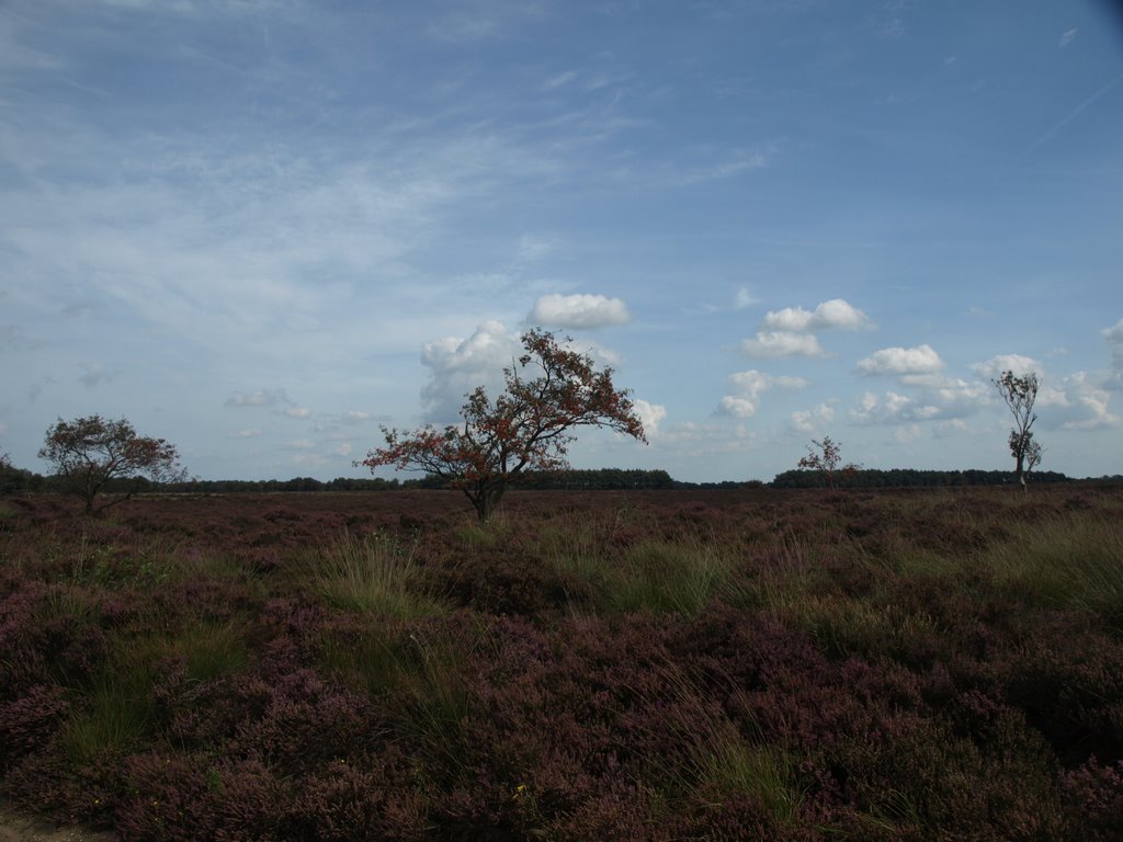 Balloërveld by Hans R. van der Woud…