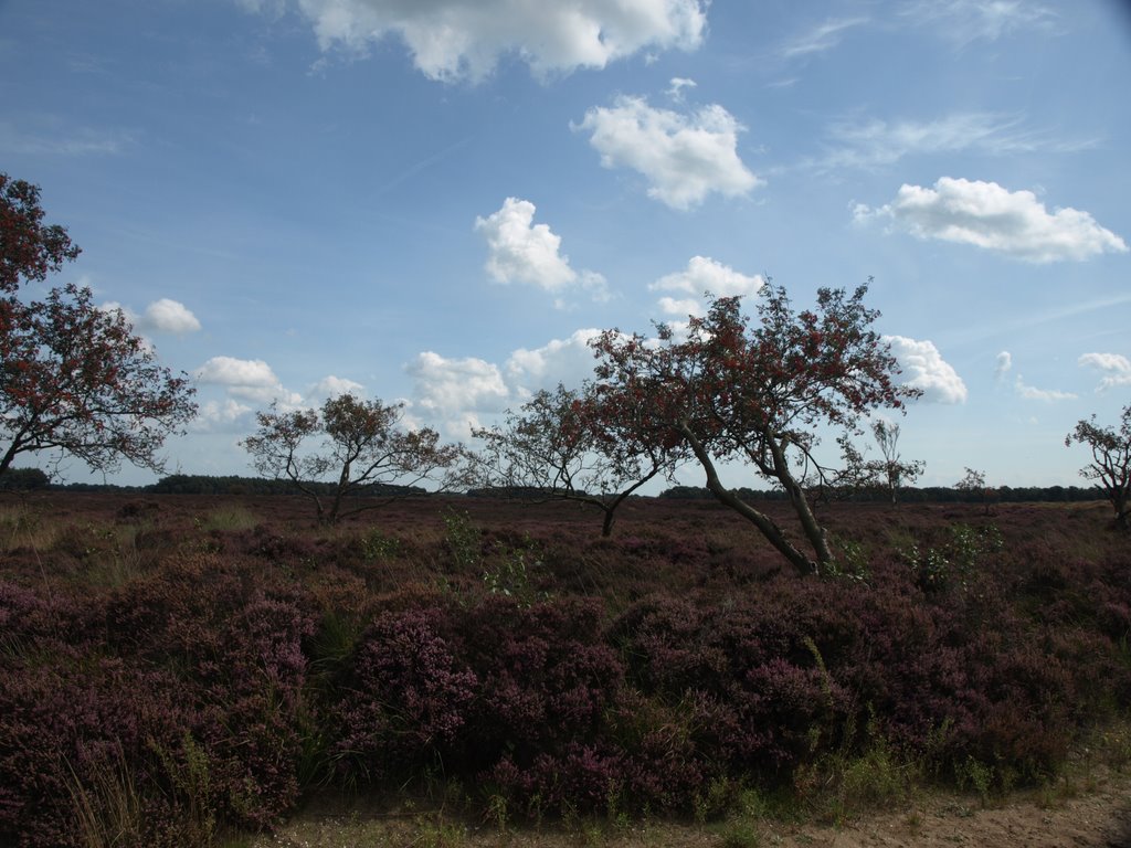 Balloërveld by Hans R. van der Woud…