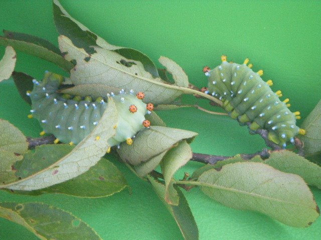 Cecropia moth caterpillar by bracca