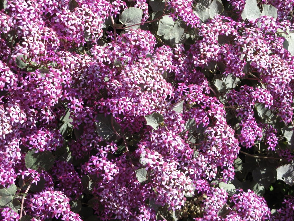 Madeira - Blumenpracht im Juli am Weg vom Pico Arieiro zum Pico das Torres by whisky904