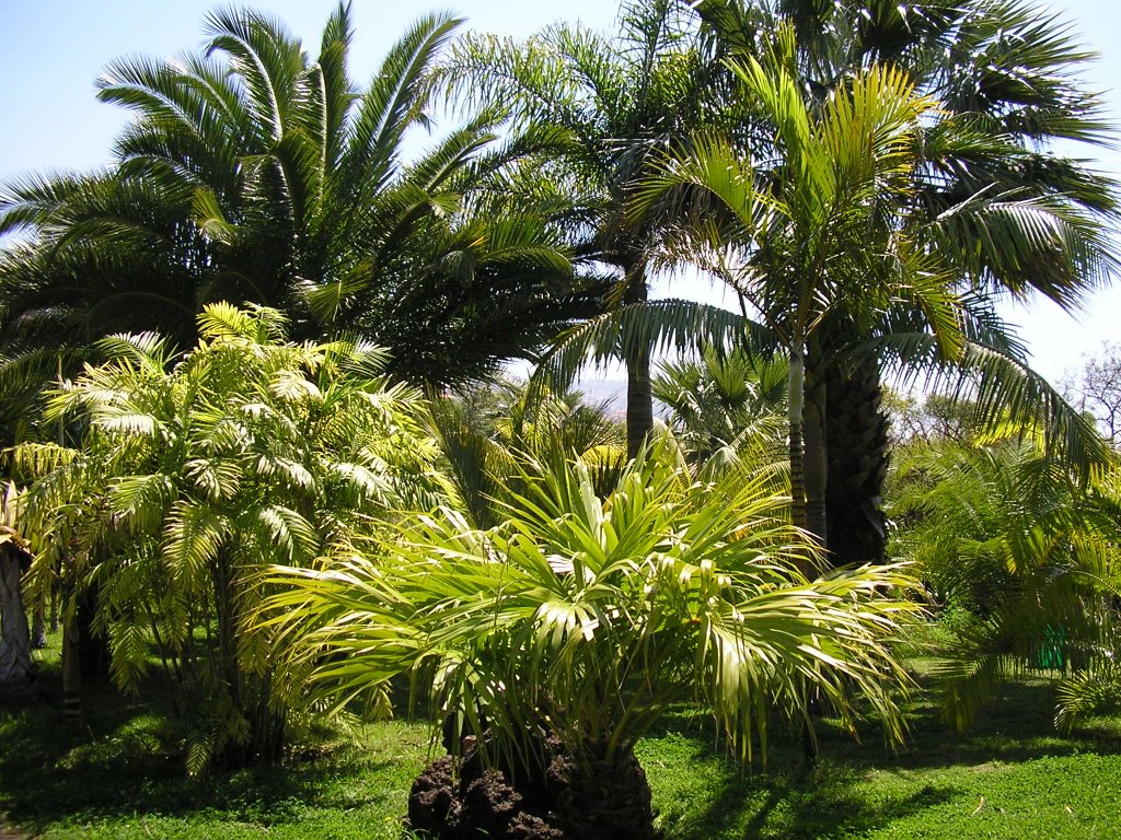 Jardin botanique Funchal by Poveda Corinne