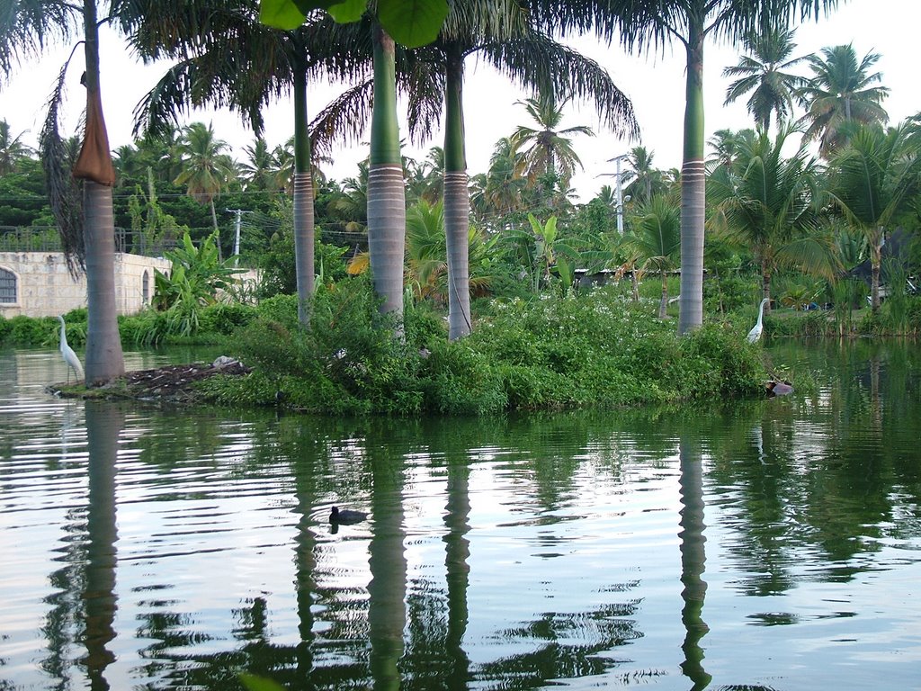 O belo lago, e as graciosas garças. by mquintas