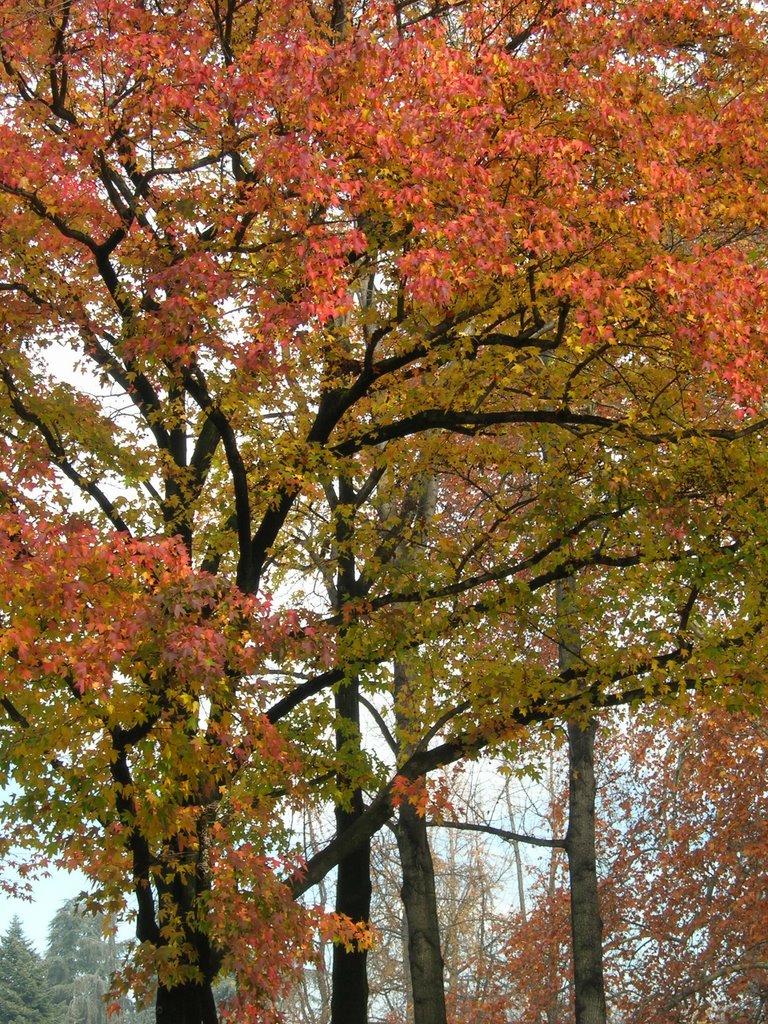 Parco del Valentino in autunno by maurizia bonezzi