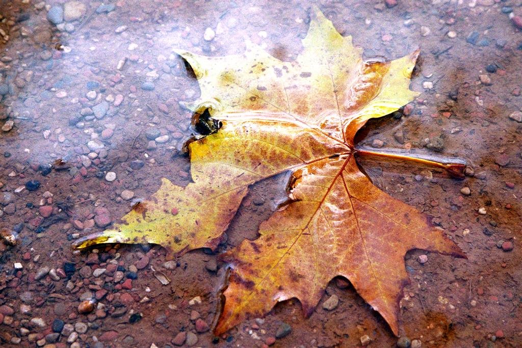 Otoño parque de huesca by sardi