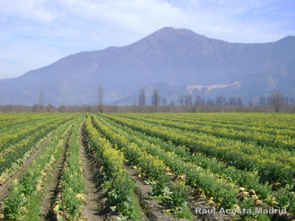 ▶ Plantación de repollos en Quimávida ® by ►DisfrutaChile ®