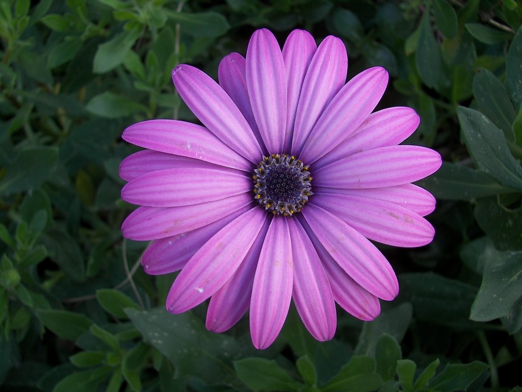 Margarita violeta en seto La Provenza by Francisco Granados