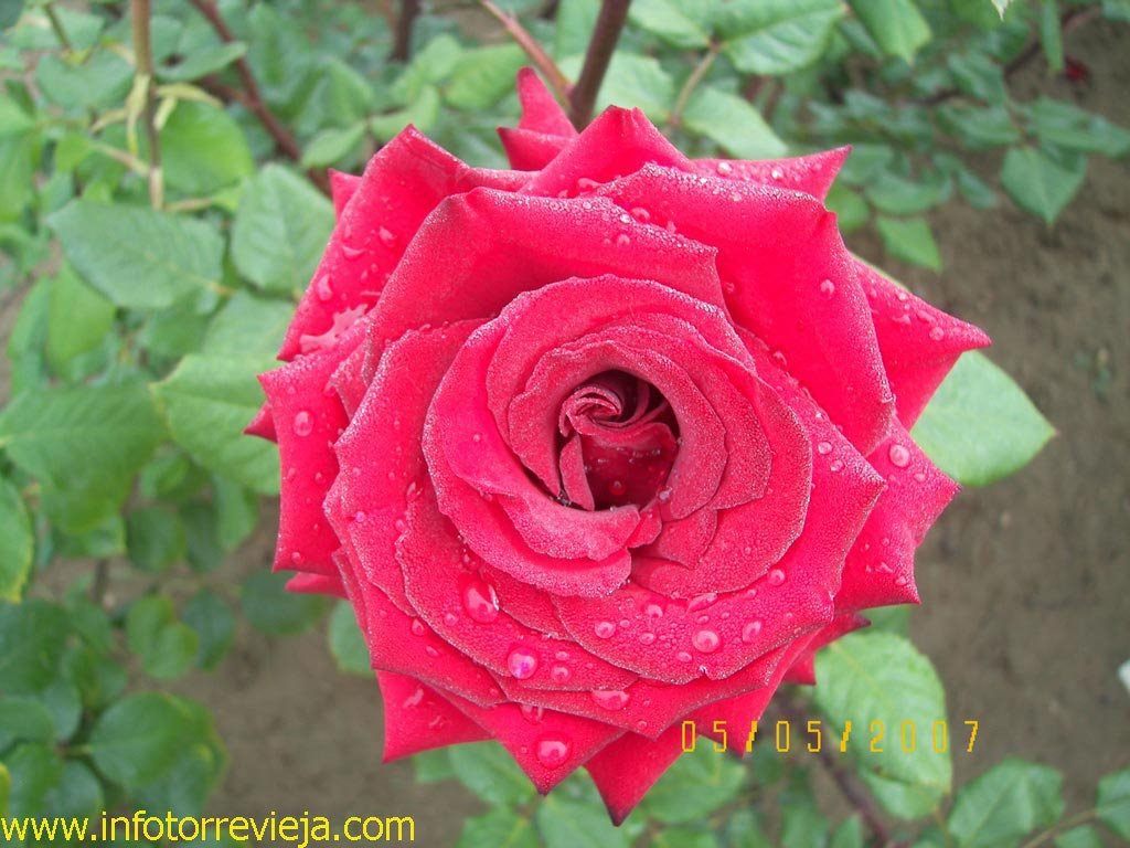 Rosa. Mérida. Badajoz. España by Francisco Granados