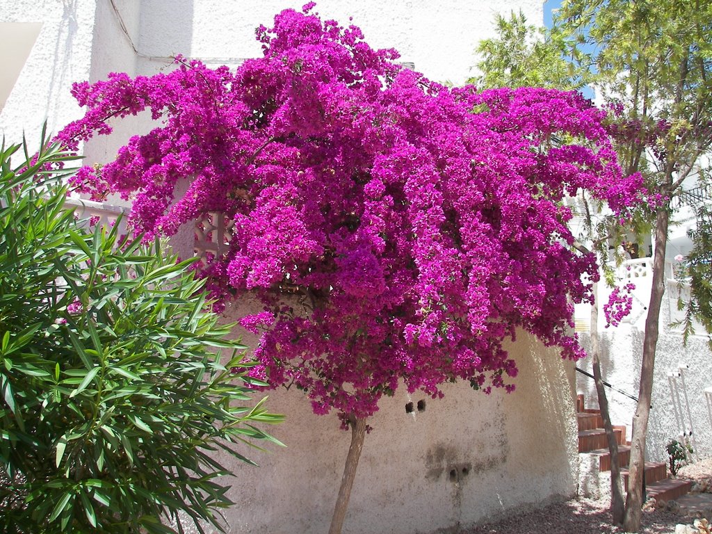 Bougainvillea en La Provenza by Francisco Granados