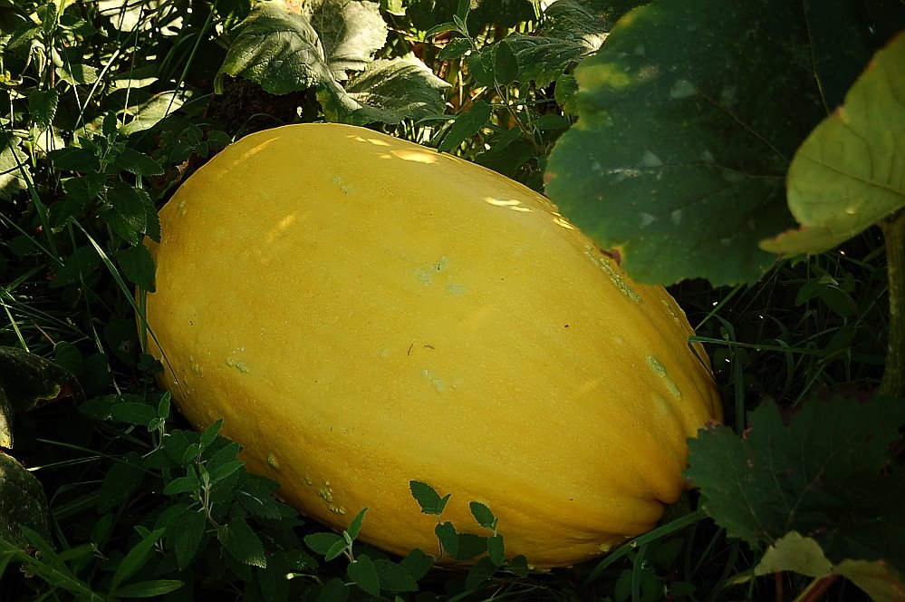 Calabazas de Corveira by Oscar Sanchez