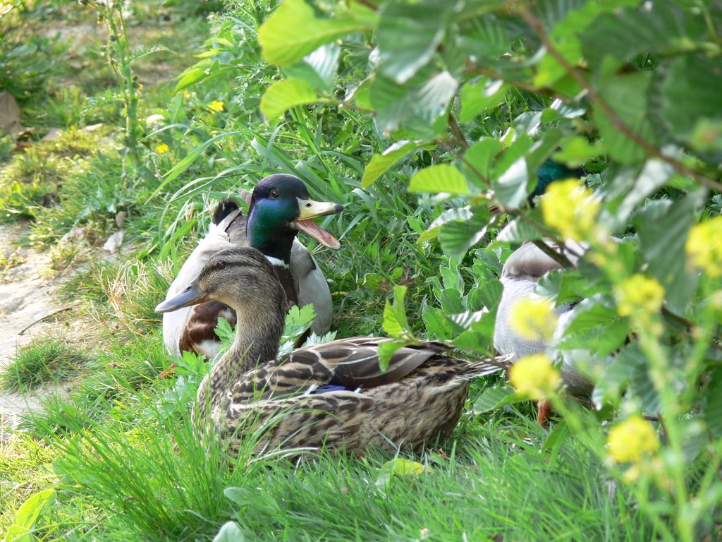 Un Colvert veut vous parler ! by Jean-Charles Bisecco…