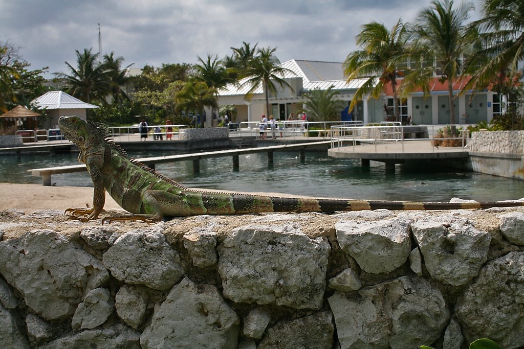 Cayman Turtle Farm, Grand Cayman Island by zulou