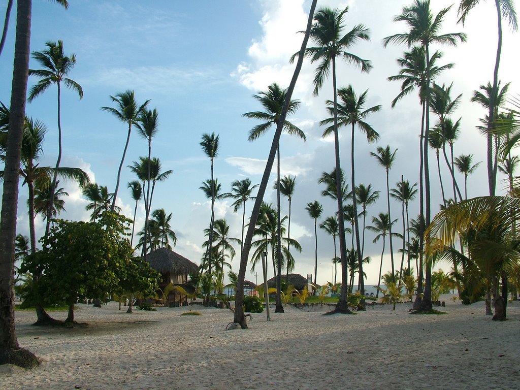 Coqueiros de Punta Cana. by mquintas