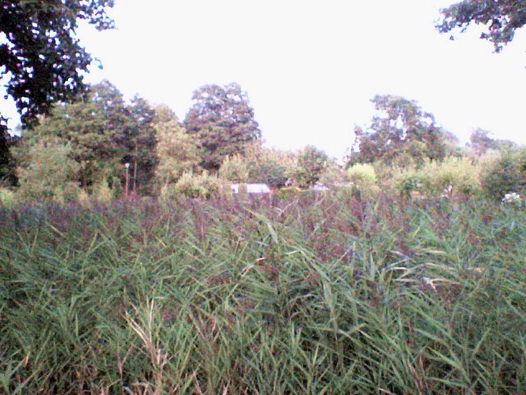 There is a pond with ducks - view to the East by haryscience