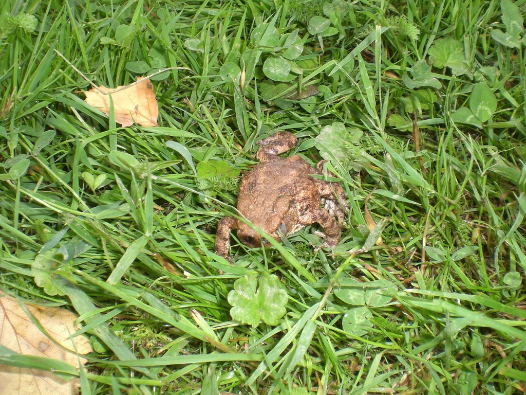 A so-called Kröte in its natural environment near Barntrup by HeidiHeidenberg