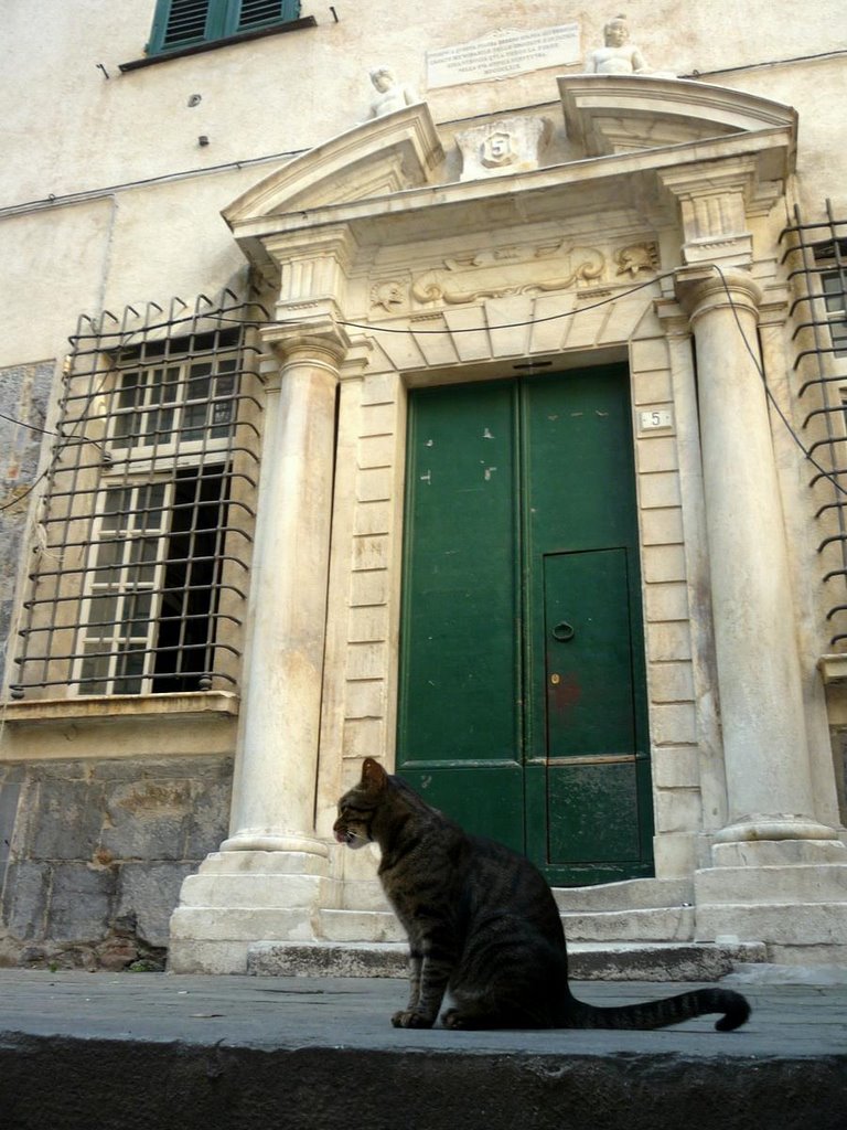 Gatto, Piazza Embriaci, Genova by Julien “Canard” BLAC…