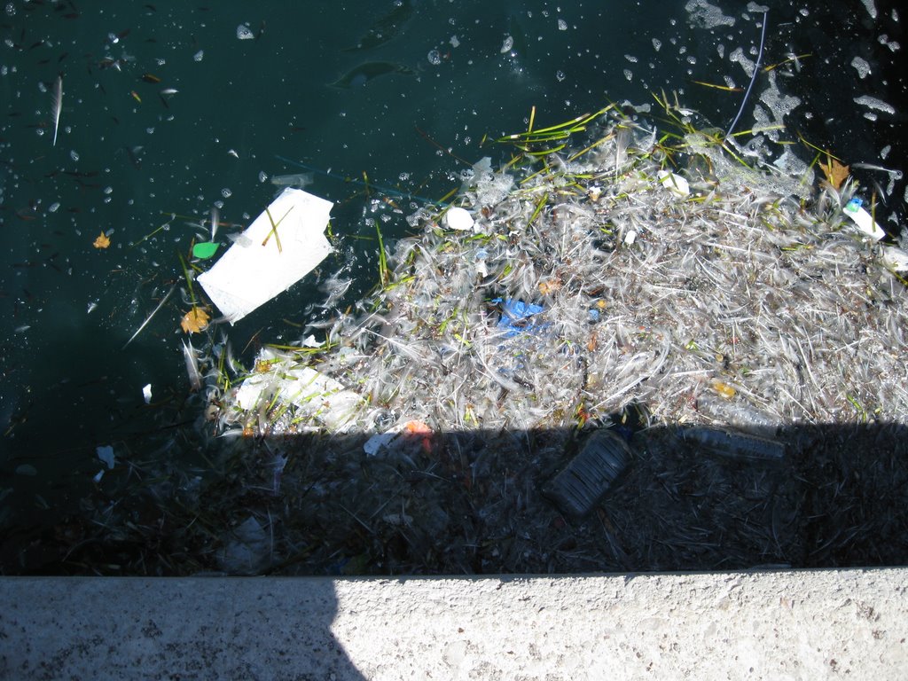 Ocean Pollution in the port of Palma de Majorca, Spain by worldlybabe