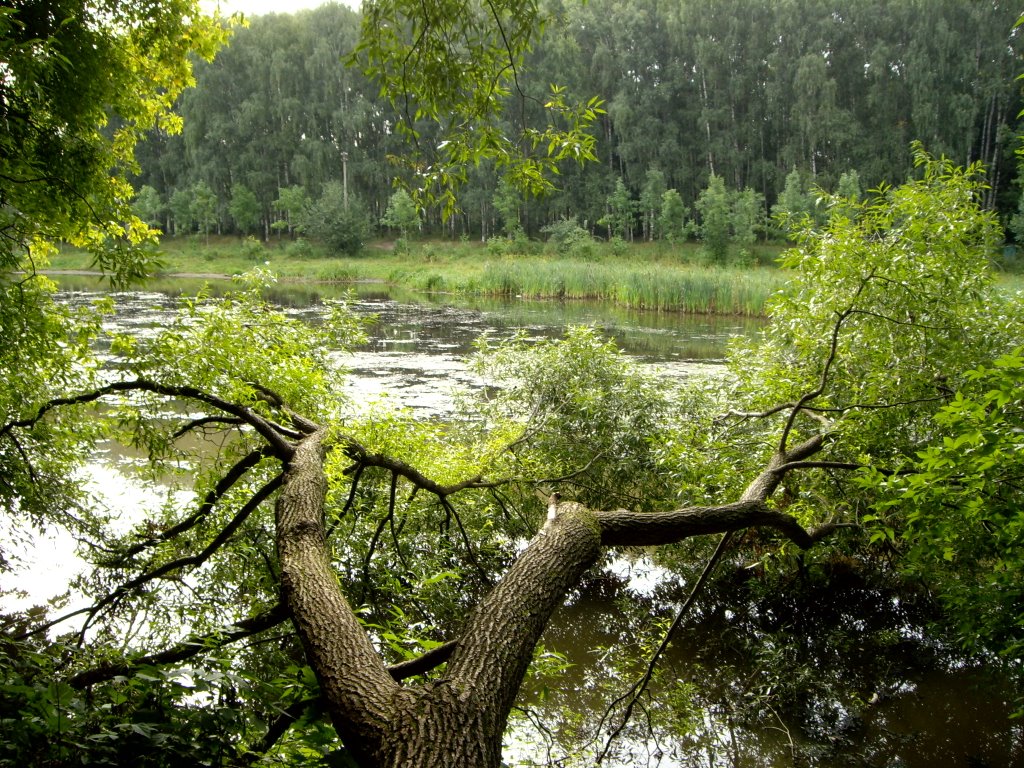 Big Garden Pond by Eugene Boitsov