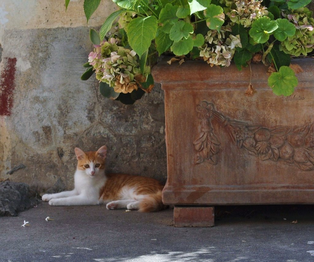 Positano, gattino della Chiesa Nuova by Silvana Berardelli