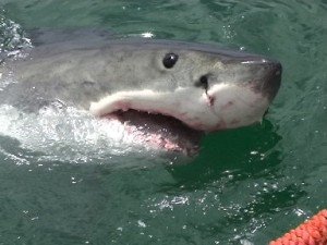 Great White Shark cage diving Hermanus, with Percy Tours - www.percytours.com by percytours