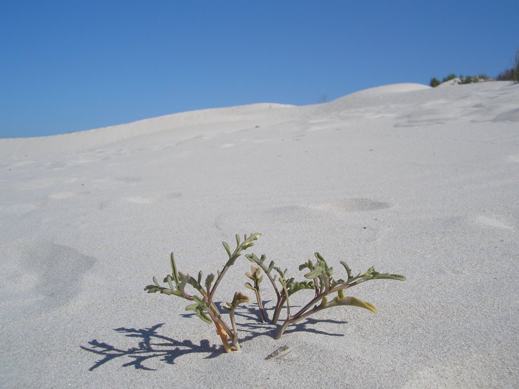 Affiora tra le dune by Giorgio Diana