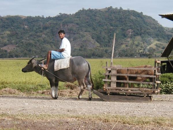 This was taken in Taytay Baggao, Cagayan Valley Philippines by Lerma Lanni