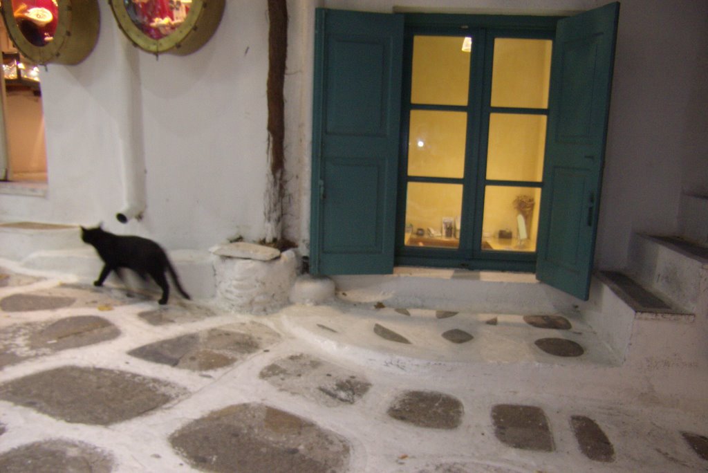 Cat in Mykonos by TropicB